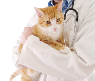 让你的狗或猫更容易去看兽医
